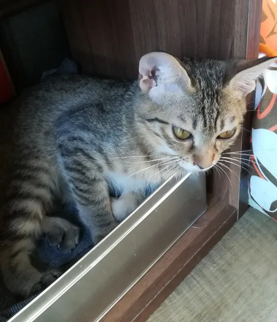子猫のころのキジトラ