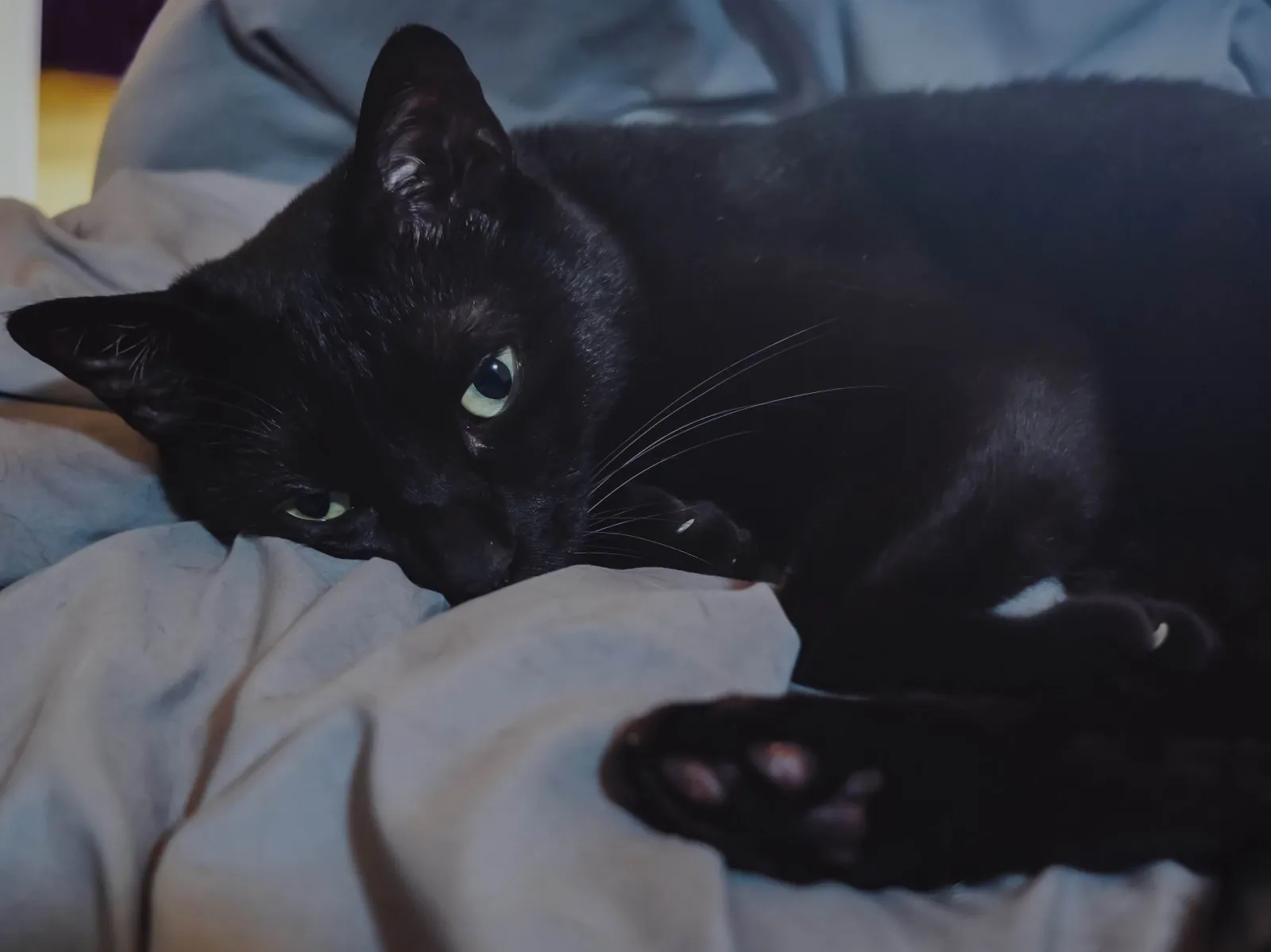 横になっている黒猫